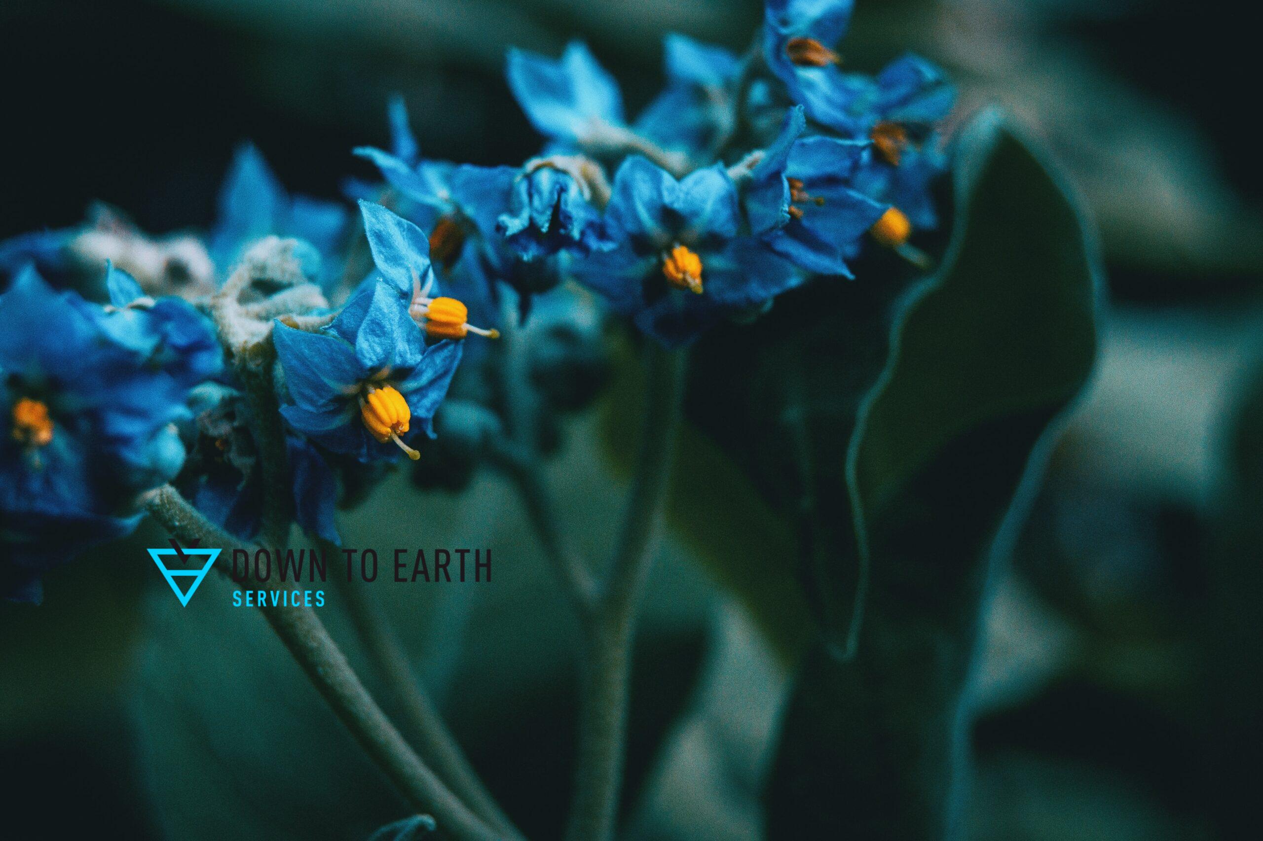 Blue Kansas Flower Solanum Giganteum